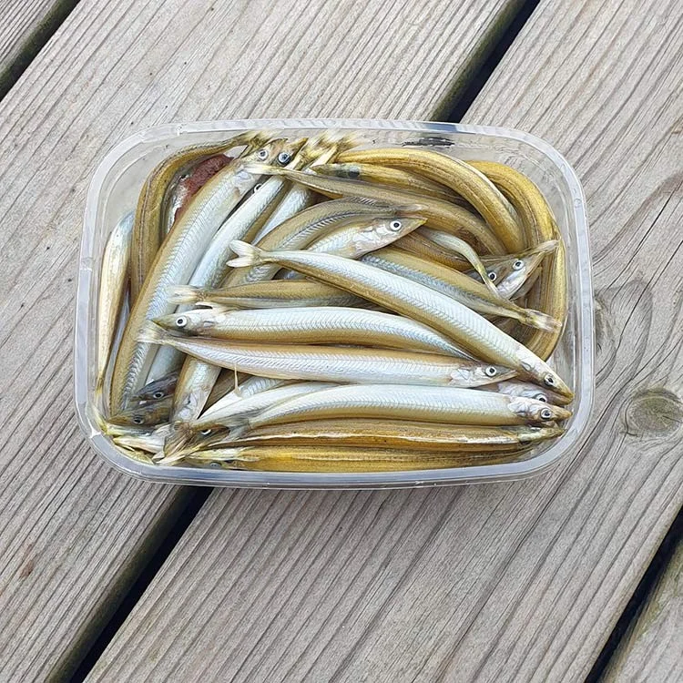 fiskedags202606081025273231861