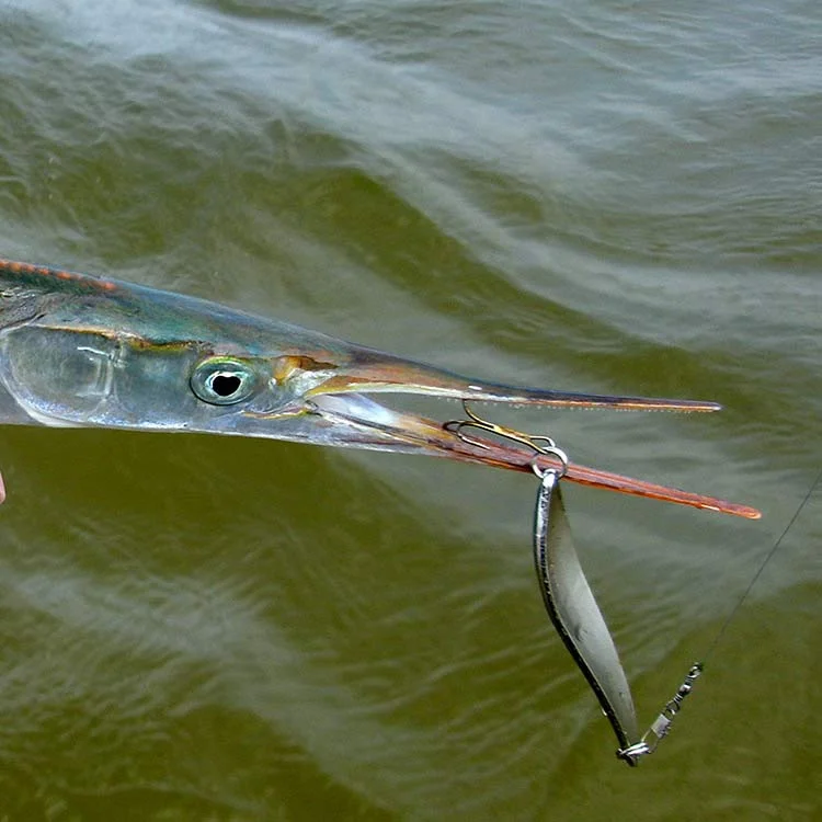 fiskedags202606081050463235528